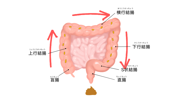 大腸　下行結腸　横行結腸