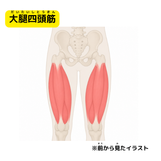 大腿四頭筋　だいたいしとうきん