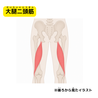大腿二頭筋　だいたいにとうきん