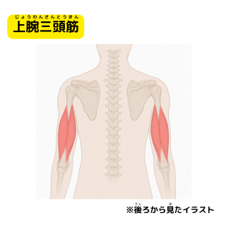 上腕三頭筋　じょうわんさんとうきん