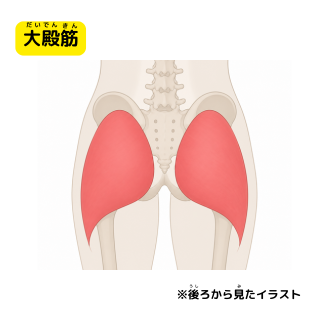 大殿筋　だいでんきん